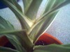 Name this plant
