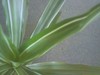 Name this plant