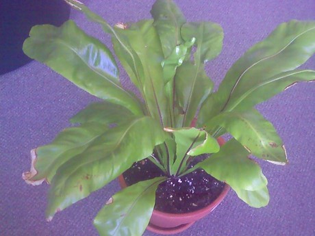 Name this plant