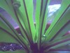Name this plant
