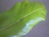 Name this plant