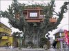 Tree House