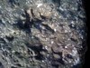 rock