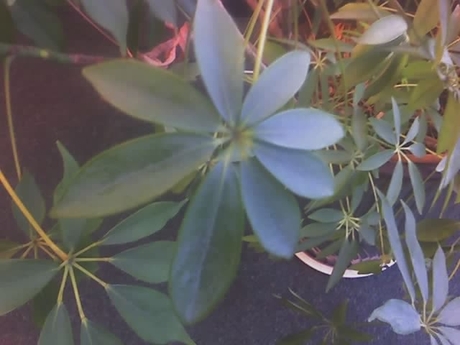 What kind of plant is this