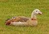 Type of Goose