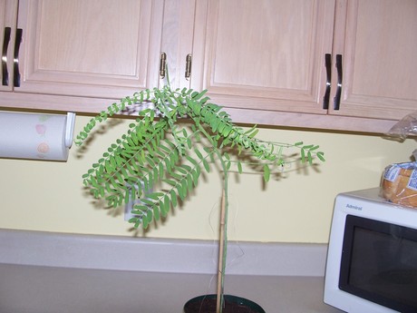 what tree is this?