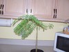 what tree is this?