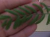 what tree is this?