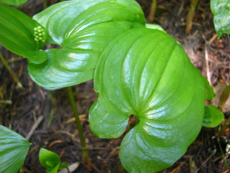 what is this plant?