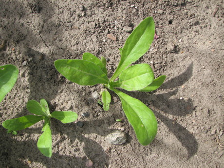 What kind of plant is this?
