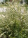 What kind of bush is this
