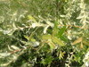 What kind of bush is this