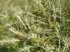 What kind of bush is this
