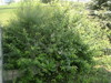 What kind of bush is this