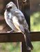Bird Type