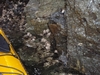 Unknown Animal?