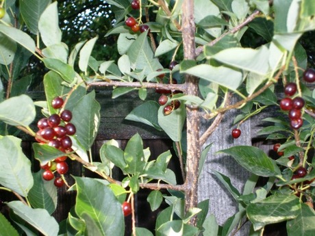 Unknown berry/fruit tree or bush