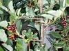Unknown berry/fruit tree or bush