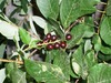 Unknown berry/fruit tree or bush