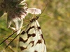 Fairy identification :)