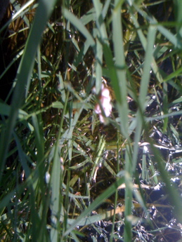 bug eggs