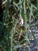 bug eggs