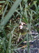 bug eggs