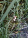 bug eggs