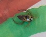 What kind of bug/cricket is this?