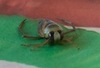 What kind of bug/cricket is this?