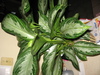 What is this plant?