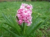 Type of Flower