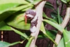 what is this, caterpiller?????
