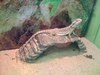 Lizard