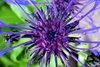Flower Idenity