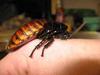 Insect Identification