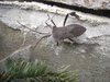 Insect ID needed