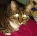 Whats this cats name ?