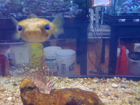 what little fish is this