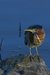 Black-crowned night heron?