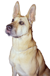what breed is this dog?