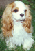 can you name this breed?