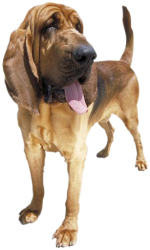 do you know the breed of this dog?