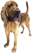 do you know the breed of this dog?