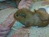 what kind of guinea pig is this?