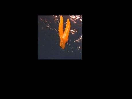 Weird underwater thing