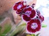 What's the name of this flower?