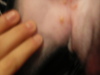 Little Green Bumps