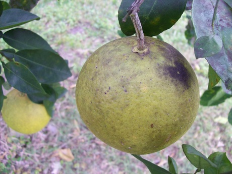Ruby Grapefruit