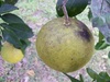 Ruby Grapefruit